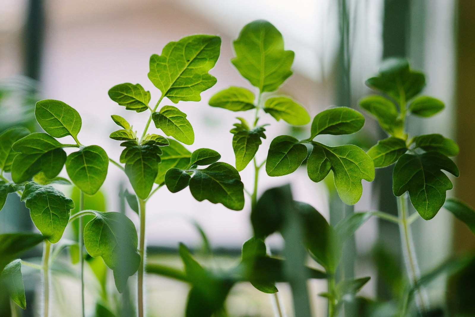 Green seedlings growing beside a bright window